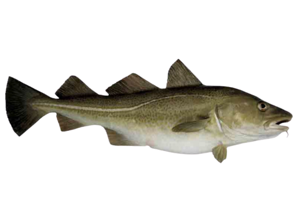 Atlantic cod