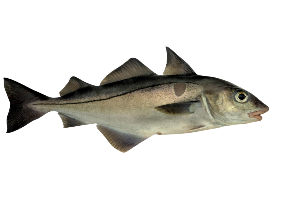 Atlantic haddock