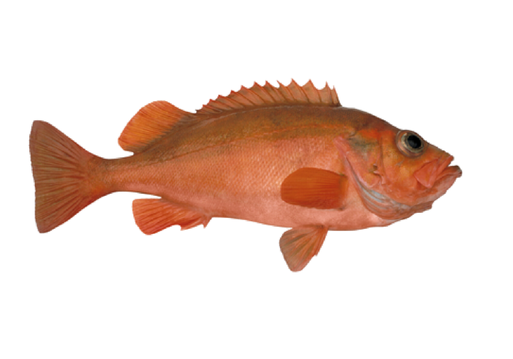 Redfish N-Cut (Norwegian Cut)